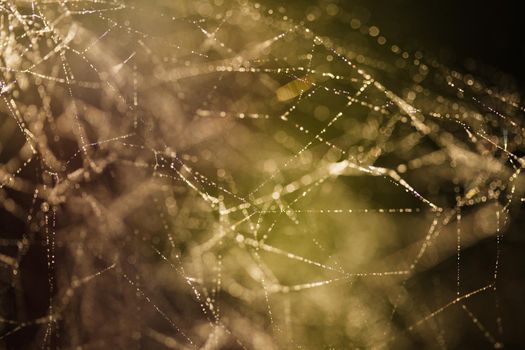 Abstract background from morning dew on a spider web. Nature inspiration