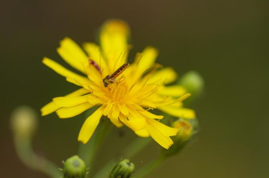 Yellow dandelion-like flowers, yellow wild flower with insect on it.