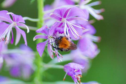 Chamerion angustifolium. Pink flower of willow blossoming in a daytime. Fireweed flower with insect bee on it.