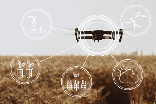 Flying drone above wheat field close up. Agricultural and technology innovations concept