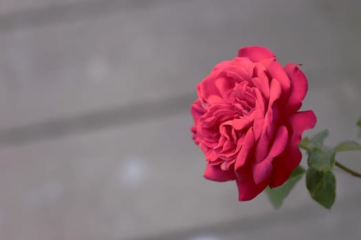 one red rose on blurred gray background