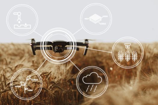 Flying drone above wheat field close up. Agricultural and technology innovations concept