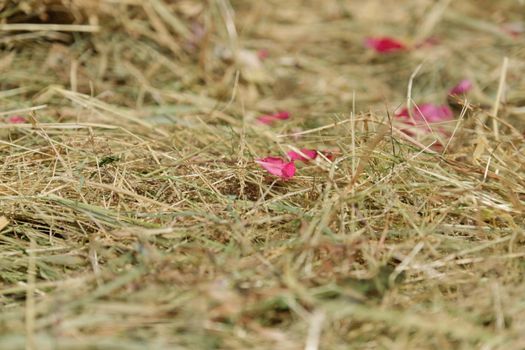 Dry hay background with pink rose petals.