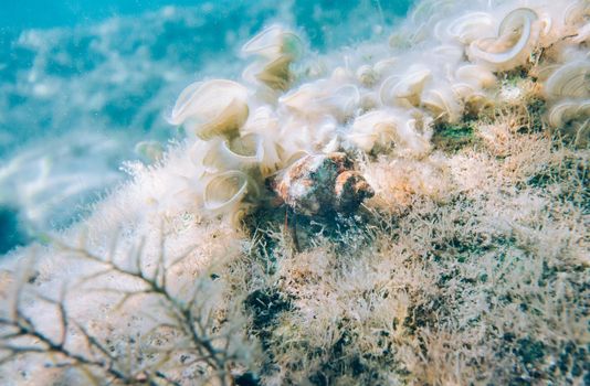 Underwater life, shellfish among seaweed and reef.