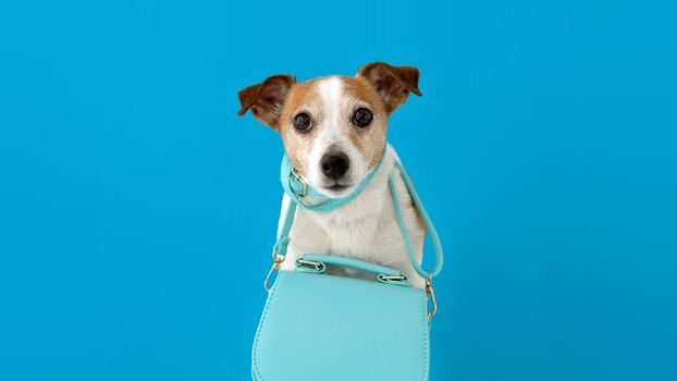 Funny little dog with stylish turquoise female handbag wrapped around neck looking at camera on blue background