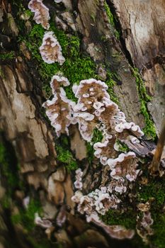 A mossy trunk of a tree full of mushrooms on the bark in an intense midday light macro