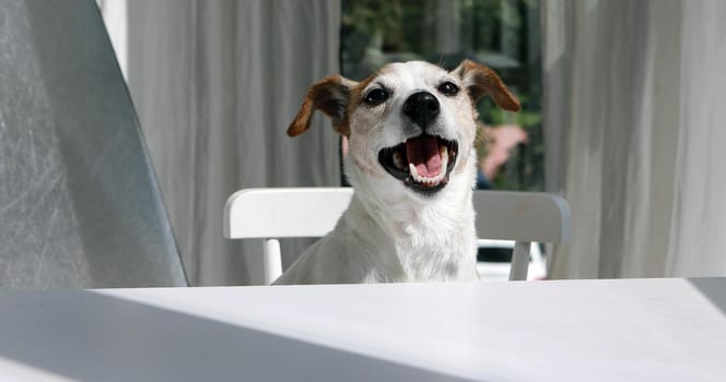 Adorable playful Jack Russell Terrier sitting with mouth opened at table and looking at camera happily in light room