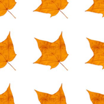 Autumn colorful maple-leaf seamless background pattern texture.