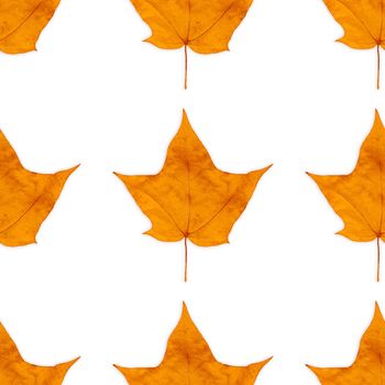 Autumn colorful maple-leaf seamless background pattern texture.