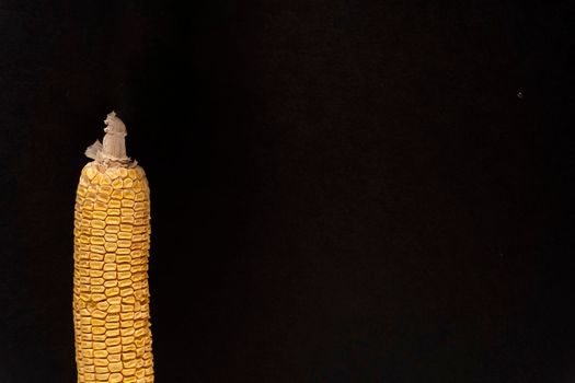 Closeup at the part of moldy yellow dried corn at black background on the left, copy space, spoiled product, macro.