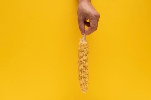Moldy yellow dried corn at caucasian male hand on yellow background, copy spece, closeup, spoiled product.