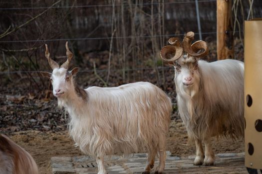 Two goats with a funny curled horn on a farm.