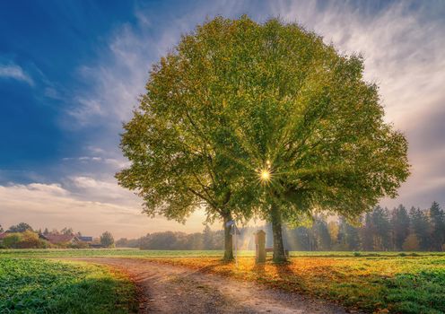 Sunny morning at sunrise while the sun is shining through a lonely tree.