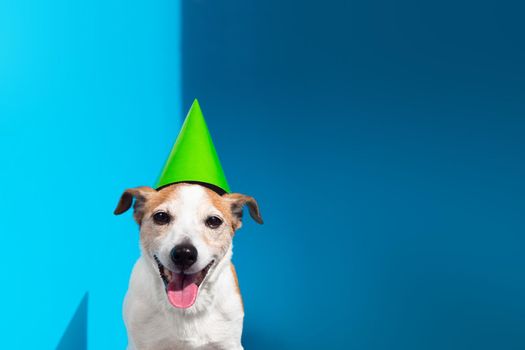 Cute Jack Russell terrier dog green party cone on shows tongue out sitting on light blue background close view