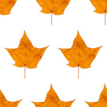 Autumn colorful maple-leaf seamless background pattern texture.