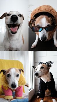 Jack Russell Terriers communicate via video linkl. Dog in different costumes and on different backgrounds chat by video call