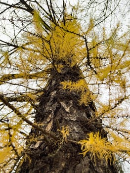 The close-up view of yellow larch branches against the background of an autumn park, yellow leaves and black tree branches. High quality photo