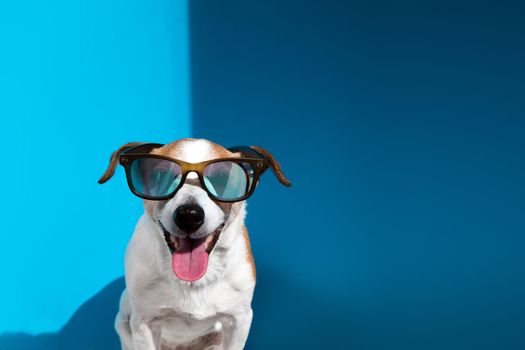 Stylish young Jack Russell terrier wearing sunglasses with protruding tongue looks at camera sitting on light blue background closeup
