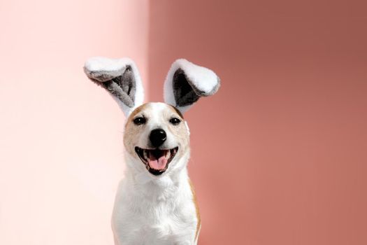 Cute Jack Russell terrier dog wearing headband with bent large bunny ears with protruding tongue looks at camera sitting on pink background close view