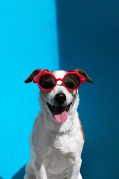 Stylish young Jack Russell terrier wearing round red sunglasses with protruding tongue looking at camera sitting on light blue background closeup