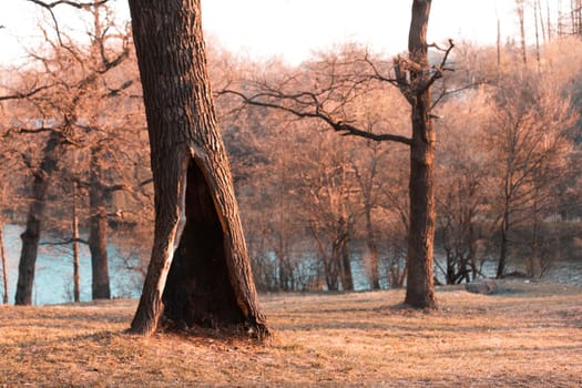 Lonely tree in a autumn or spring park or forest with a large hollow.