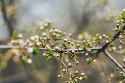 Cherry blossoms in full bloom. Part of the branch