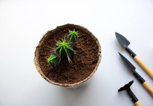 A green cactus in a brown pot and gardening tools which consist with spade, rake are put on the white background. space for text