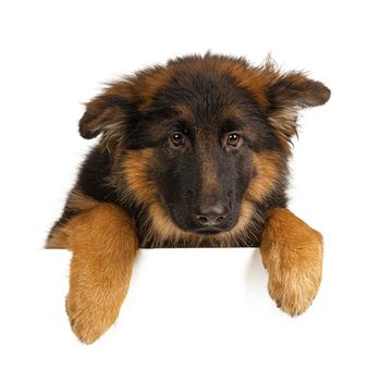 Puppy German Shepherd holding a banner isolated on a white background. Close up.
