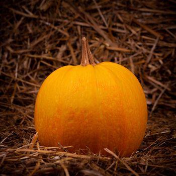 Big orange fresh pumpkin on hay. Thanksgiving day concept with copy space for text.