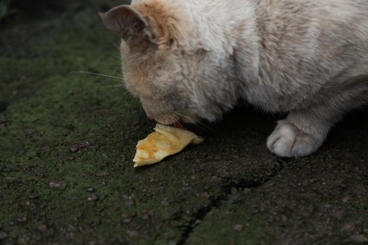 Homeless cat with orange-white fur eats. Close-up. Animal Care Concept.