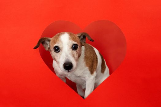 Dog jack russell terrier looking at the camera from a heart-shaped hole on a red background in the studio