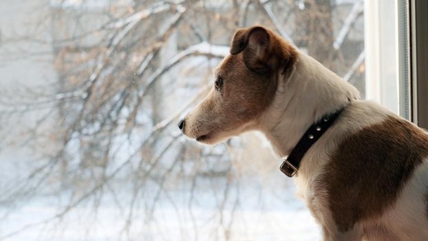 Dog jack srassell terrier looks out the window at falling snow in winter in the city