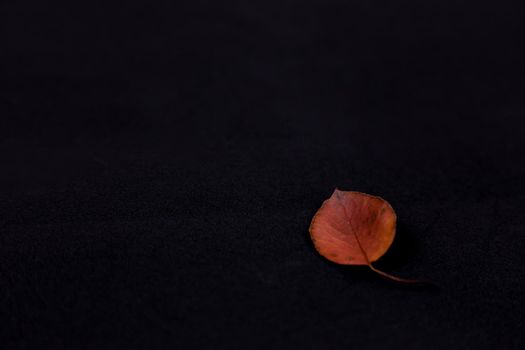 Red leaf, black background. Yellow leaf on black background, perfect view of stem, veins, texture and silhoutte.
