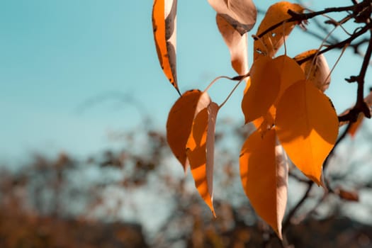 Autumn leaf on a branch on a sky background. Fall nature season orange tree forest bright plant beautiful foliage color yellow environment.