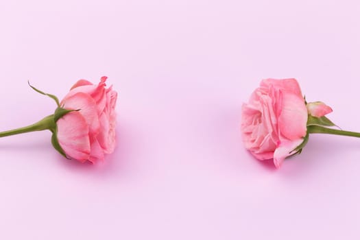 Two delicate roses on a beautiful pink background with space for text