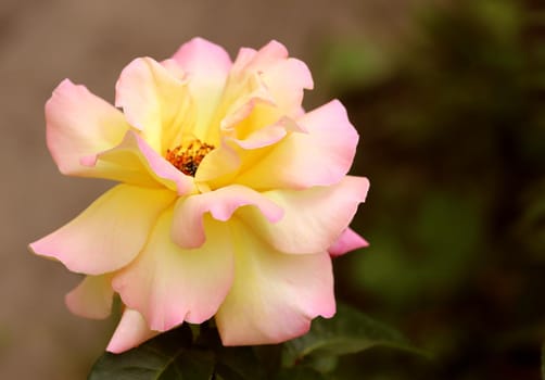 Rose has two colors, yellow and pink.