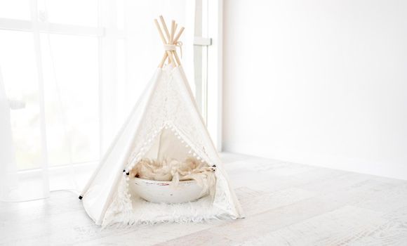 Beautiful white hut house decoration with basin for domestic pets photosession in light room. Stylish furniture wigwam for cat, dog and rabbit studio photos