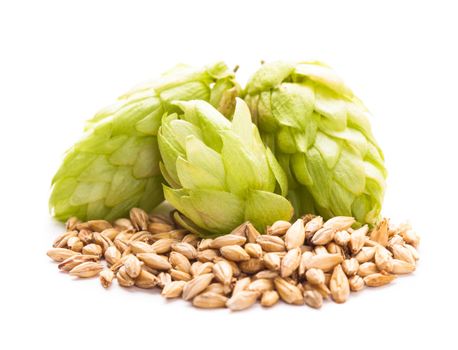 Barley and hops isolated on white background. Beer concept