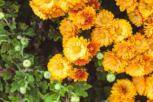 Orange chrysanthemum flowers close up on the bush