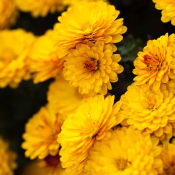 Yellow chrysanthemum flowers close up on the bush