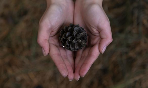 Close up of woman hand holding a pine cone with a natural blurred background. Little girl holds cone in her hands