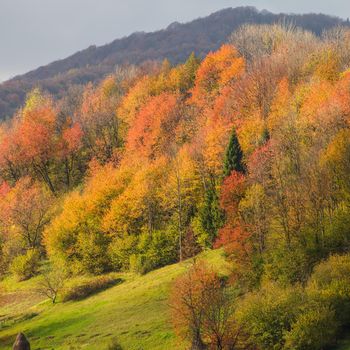 Beautiful country autumnal landscape in Carpathian mountains