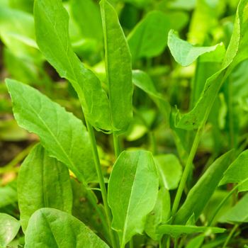 Sorrel in a garden close up the leaves