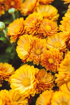 Orange chrysanthemum flowers close up on the bush