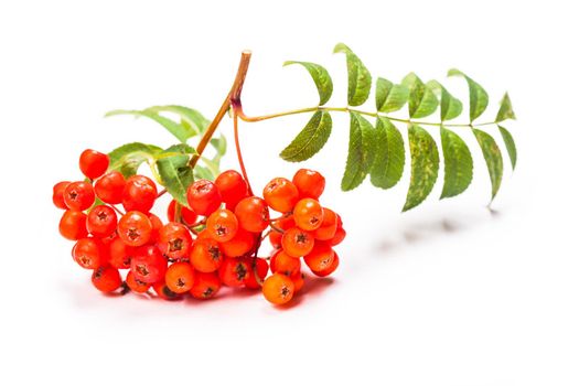 Rowan berries on a twig with leaves isolated on white