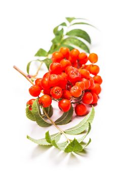 Rowan berries on a twig with leaves isolated on white