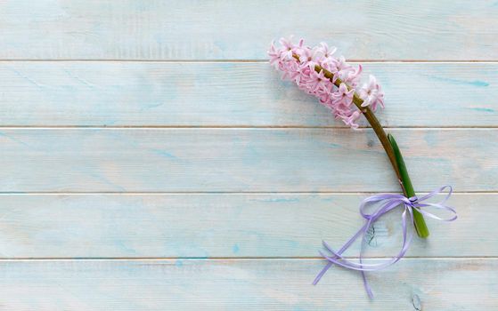 Branch of beautiful pink hyacinth flowers on turquoise wooden background. Greeting card, space for text, copyspace