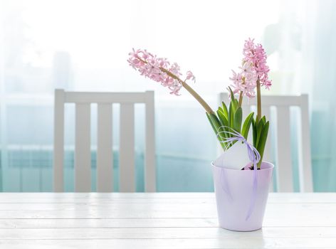 Pink hyacinth flowers in flowerpot on table against the window with small blank paper card. Copyspace, space for greetings for Women's day