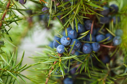 Juniper on the bush. Close up berries in the forest