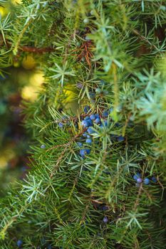 Juniper on the bush. Close up berries in the forest